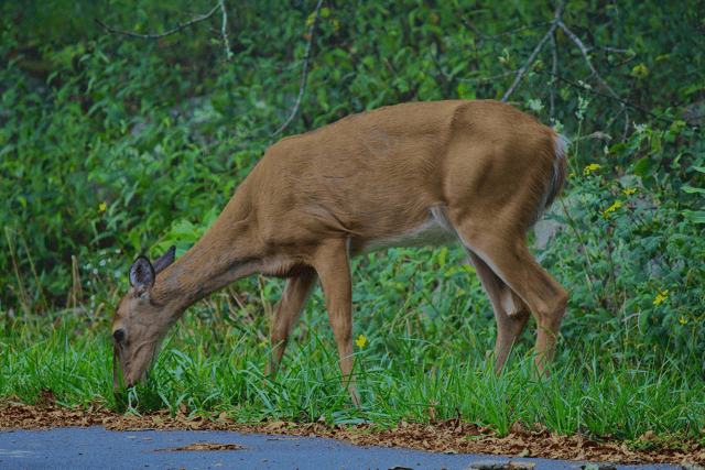 Deer eating grass