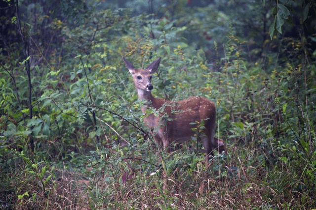 Deer watching us take a picture