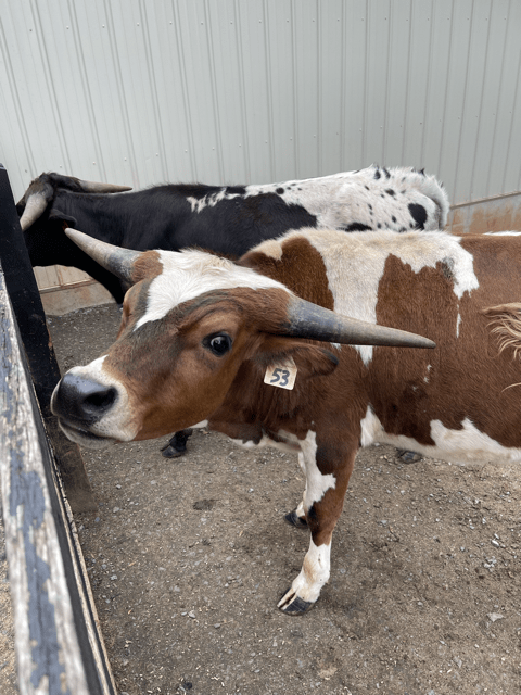 Cow at the Yoder's market