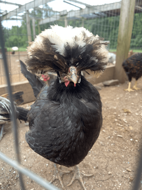 Cool chicken with crazy hair