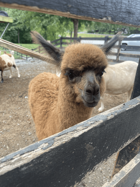 Alpaca at the petting zoo