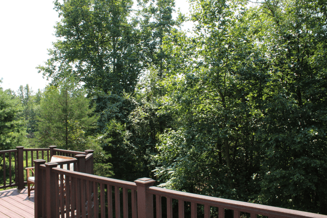 Backyard view of the forest